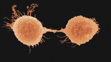 Kebszellen Chemotherapie