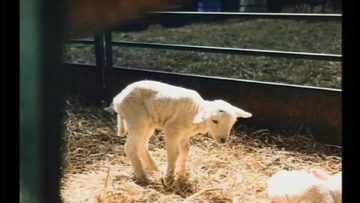 06 – Nicola Taubert – Das Blut Des Lammes – Wie Man Wahren Frieden Findet Vimeo Thumbnail