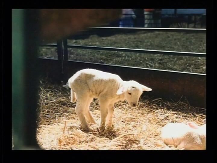 06 – Nicola Taubert – Das Blut Des Lammes – Wie Man Wahren Frieden Findet Vimeo Thumbnail